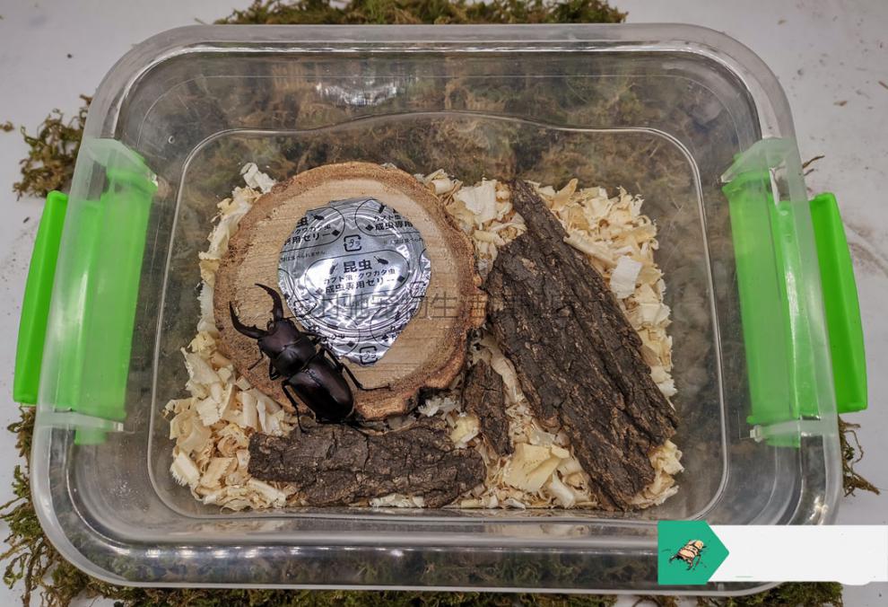 独角仙饲养套餐宠物甲虫成虫用品昆虫爬虫锹甲造景箱套装 成虫饲养