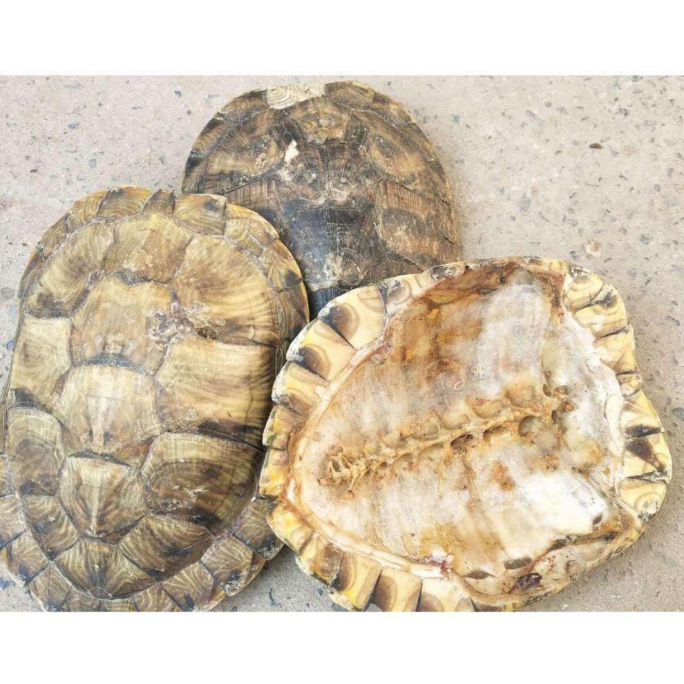 龟甲乌龟壳醋制龟甲酒炙正宗天然煲汤泡酒龟胶中药材可打粉 龟壳0.