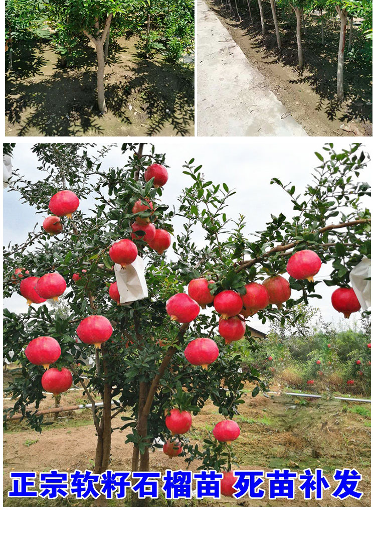 果樹無籽石榴樹苗果苗蒙陽紅5年苗當年結果帶土帶葉發貨70cm含79cm含