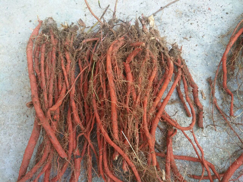 现挖新鲜野生丹参整棵中药材紫丹参血参根丹参1斤装2斤鲜丹参