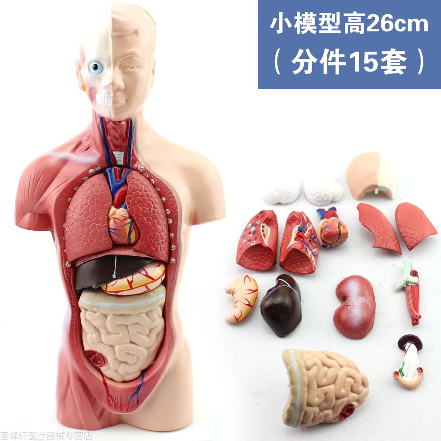 医学人体器官结构内脏可拆卸教学躯干人体解剖模型45cm人体缩小一倍
