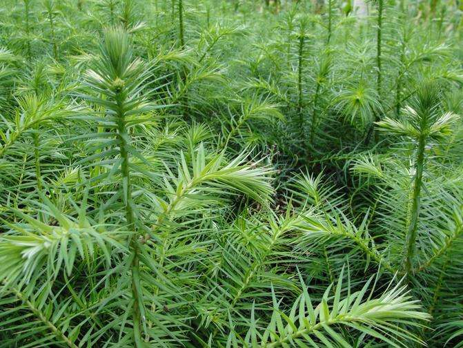 沙树种子 杉木种子 造林木材树种子 杉木种子100粒【图片 价格 品牌