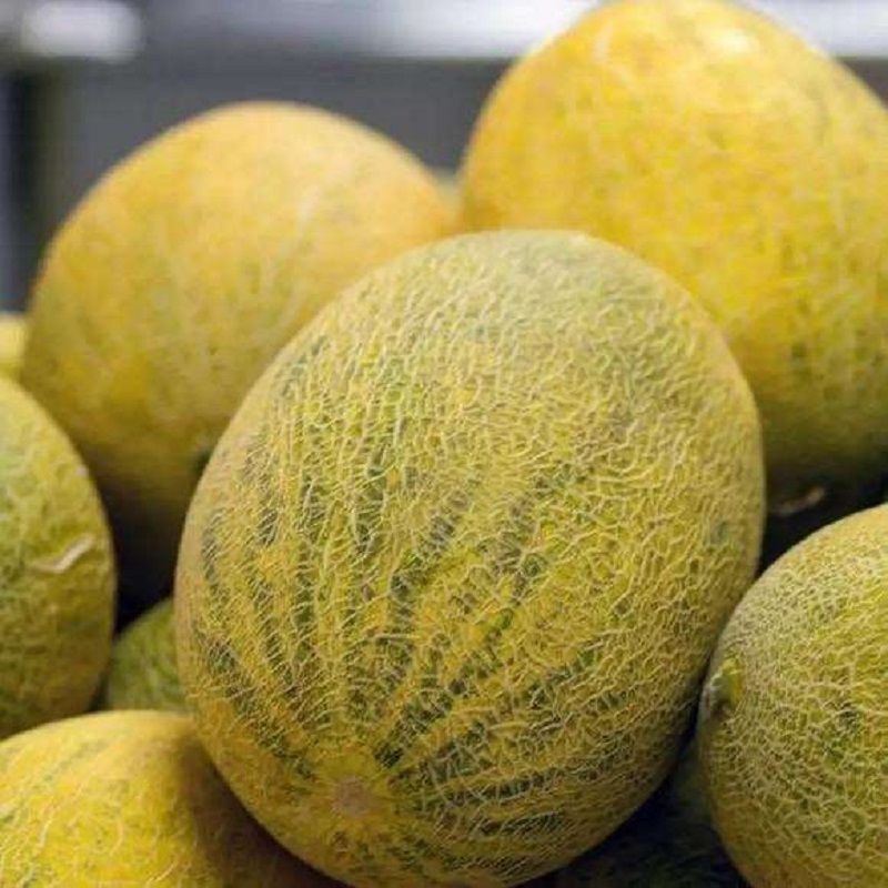 新疆特产伽师八六王瓜哈密瓜新鲜当季水果甜瓜现摘现发 精选 一箱1-2