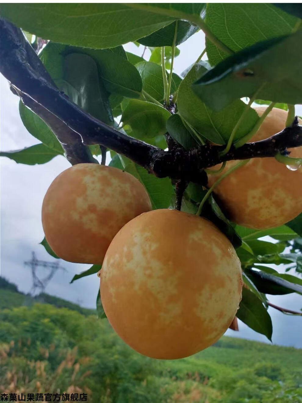 森菓山-四川苍溪黄金翠冠梨 丰水黄金梨水晶梨新鲜应季水果 现摘果 5