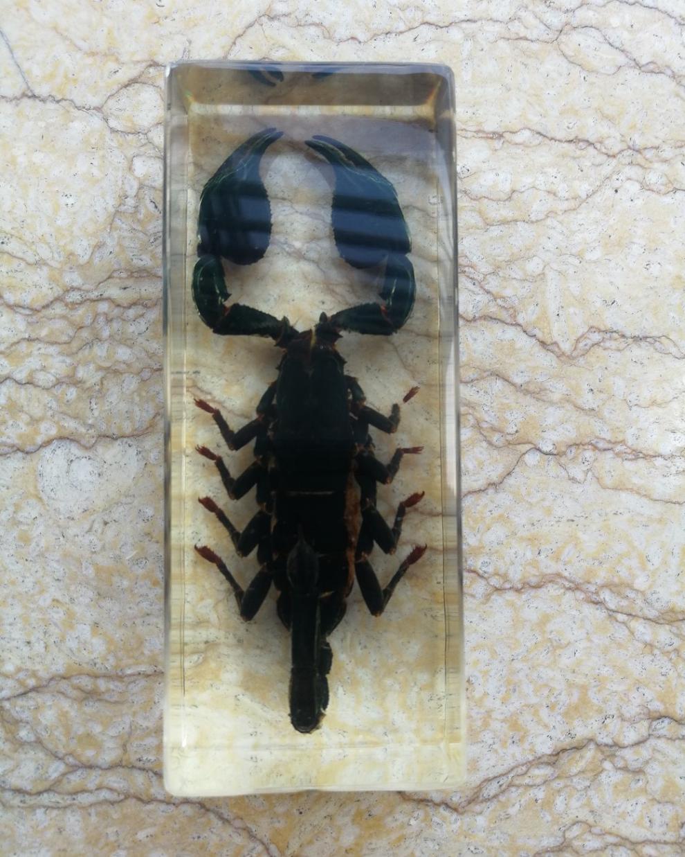 蝎子标本昆虫标本中小学幼儿教具蝎子竹节虫蜈蚣蝗虫螳螂学生礼品书镇