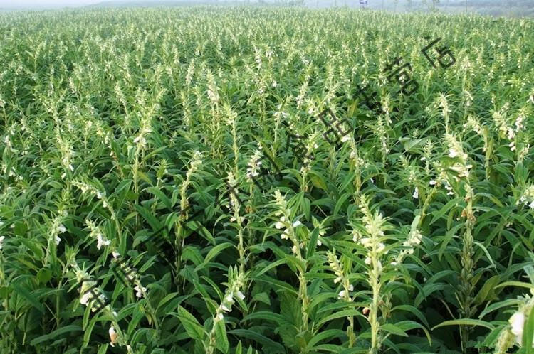 纯新货天然生芝麻 生红芝麻 农家红芝麻五谷杂粮 种子 500g【图片