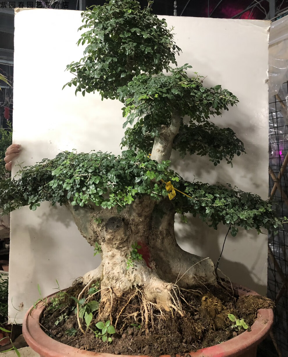 园艺对节白蜡盆景老桩 对接白腊树桩熟桩一物一拍 庭院好养植物 30年