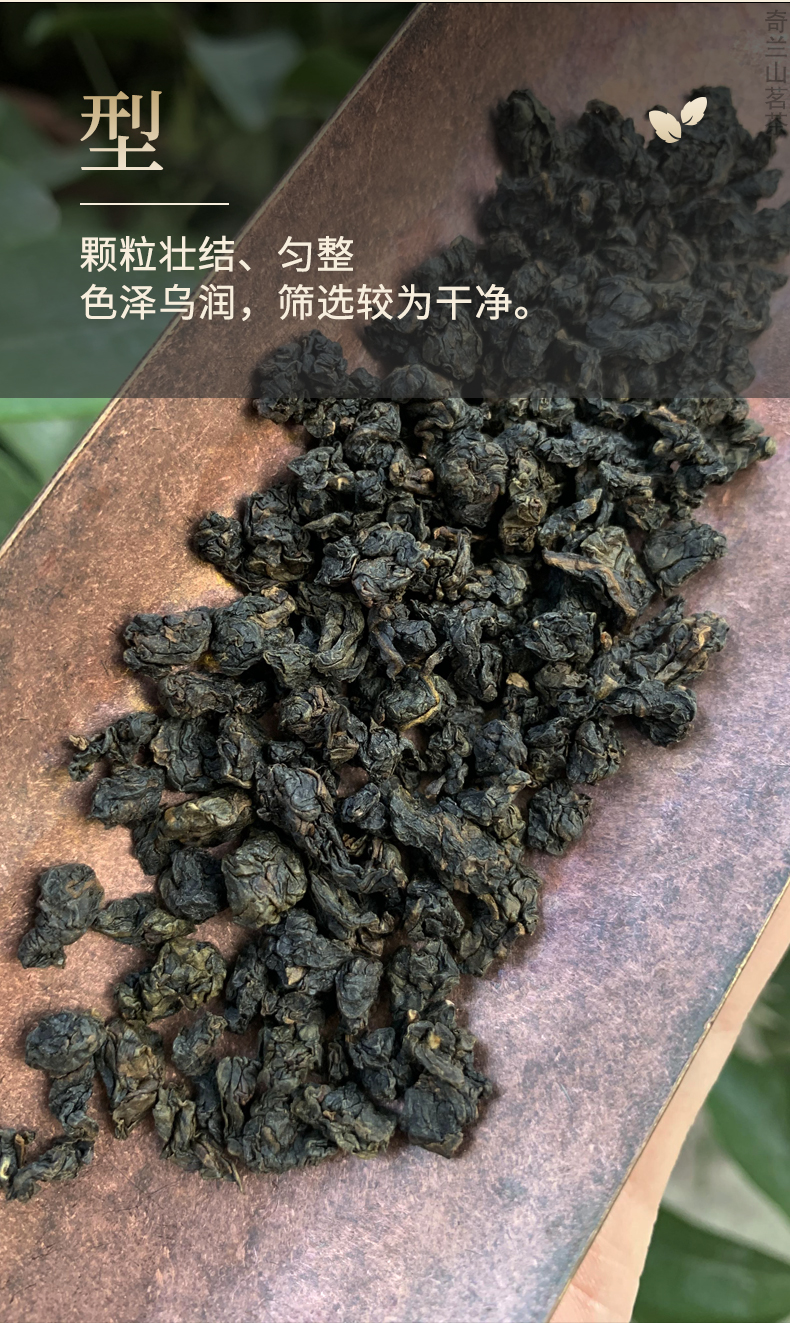 5折奇兰山福建特产白芽奇兰茶叶炭焙浓香型春茶乌龙茶白牙奇兰茶251g