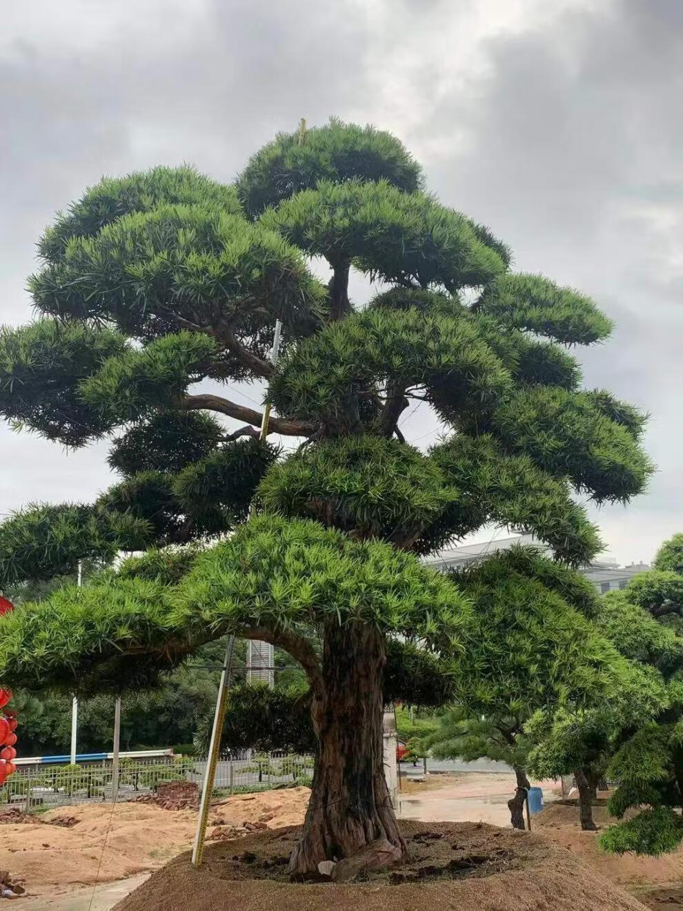 罗汉松造型树大树盆景树造型迎客松大型别墅庭院日本罗汉松树苗日本