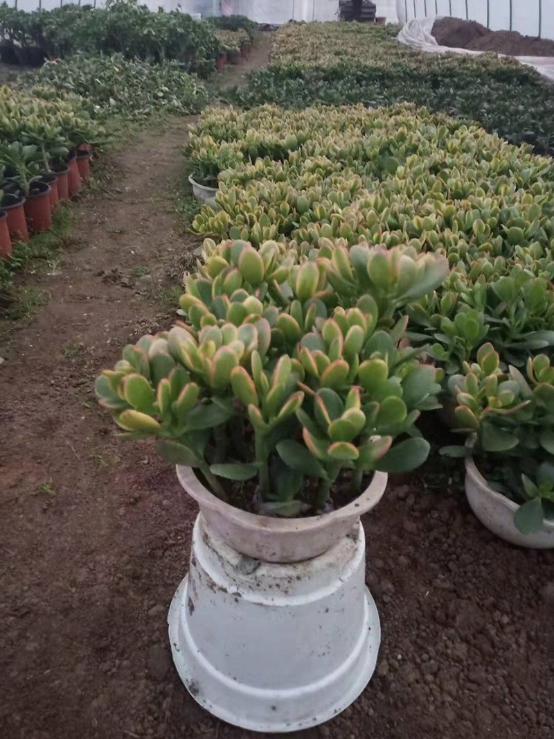 现货 玉树盆栽大叶玉树花厚脸皮耐热耐寒可水培内客厅多肉植物老桩