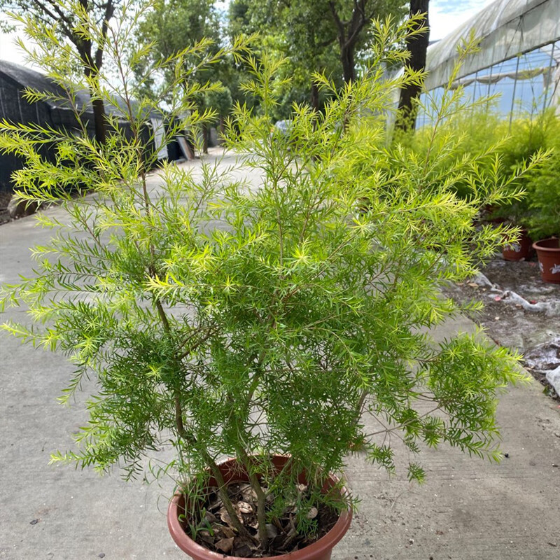 嘉瑰 四季常绿金叶树苗耐寒耐旱黄金香柳盆栽千层金彩叶柳树庭院绿化