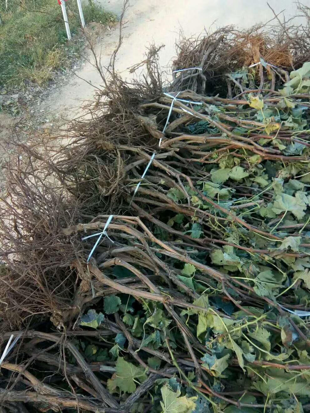 葡萄苗果树苗葡萄树苗庭院爬藤盆栽地栽甜蜜蓝宝石南方北方种植苗