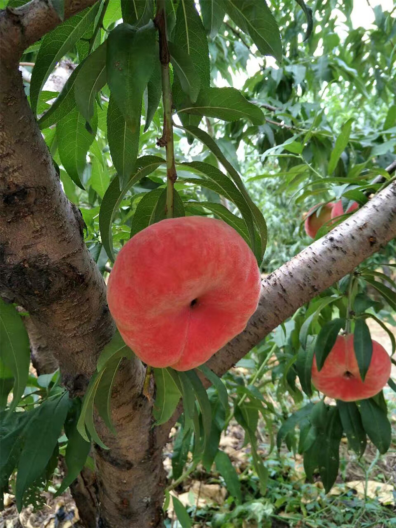 蟠桃北京水蜜桃平谷大桃潘桃扁桃新鲜水果桃子顺丰约5斤礼盒