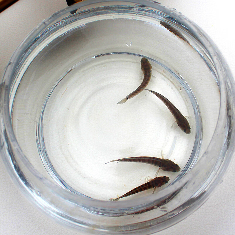 鱼耐养冷水鱼淡水鱼活体凶猛彩虹雷龙活体 七星鱼苗12条(4-6cm)【图片