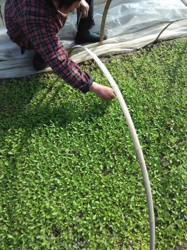 米囹甜叶菊苗甜菊叶苗 阳台盆栽甜叶菊苗 甜叶菊幼苗 甜叶菊种苗食用