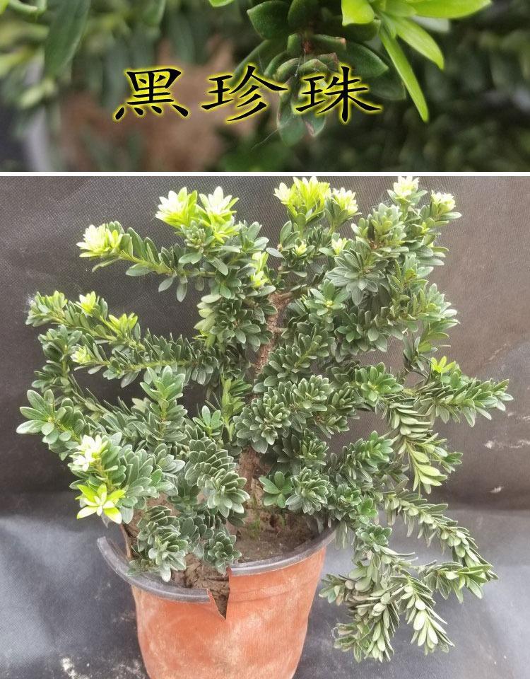红芽圆叶珍珠 金钻 菊花芯 米叶罗汉松树苗盆栽 黑珍珠7年苗 不含盆