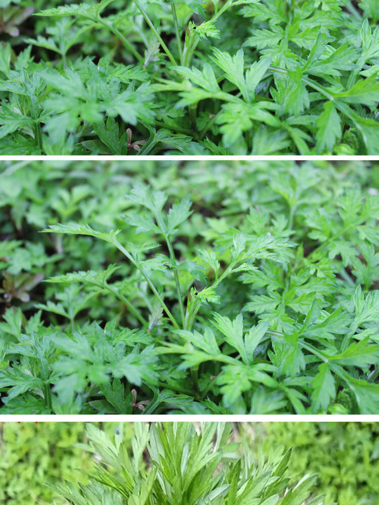 艾草新鲜食用青团艾糍粑野生清明果嫩艾叶艾蒿艾米果现摘应季5斤