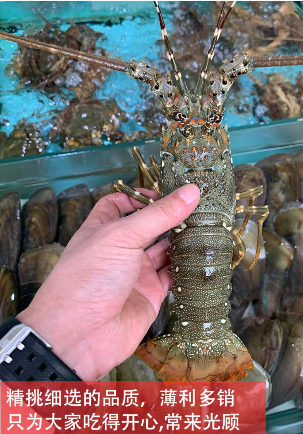 顺丰louise小青龙越南鲜活速冻小龙虾澳洲青龙仔特大加拿大冰冻奥州