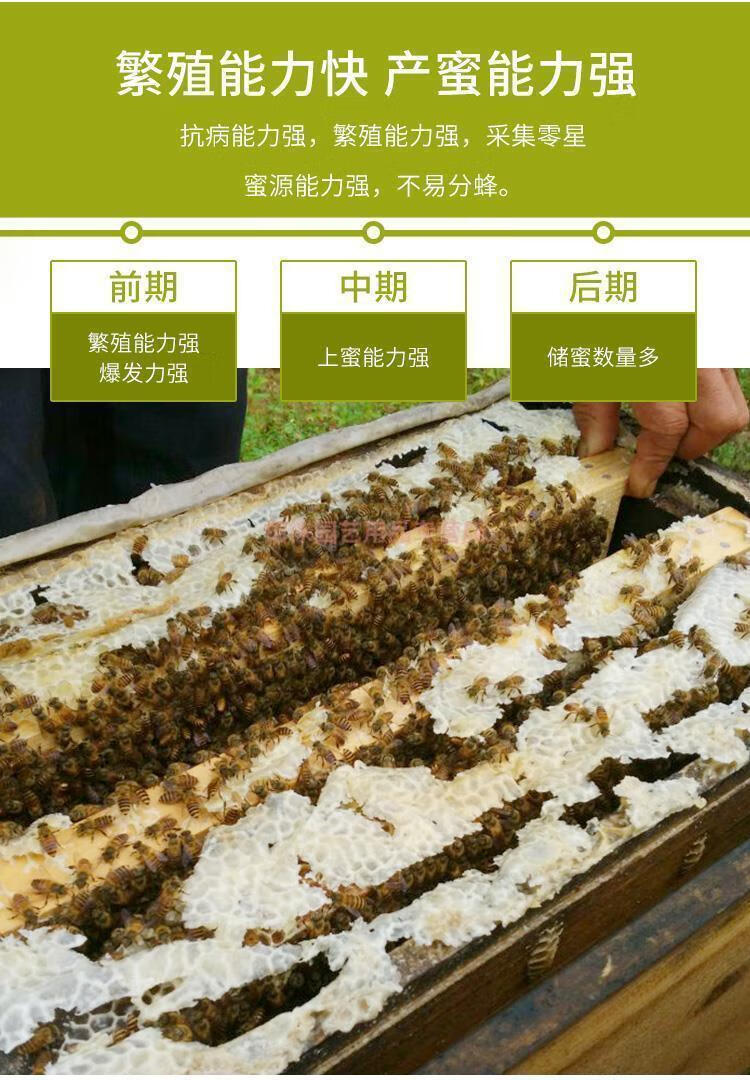 中蜂蜂王种王蜜蜂蜂王活体产卵王双色杂交王07定制vieruodis四川阿坝