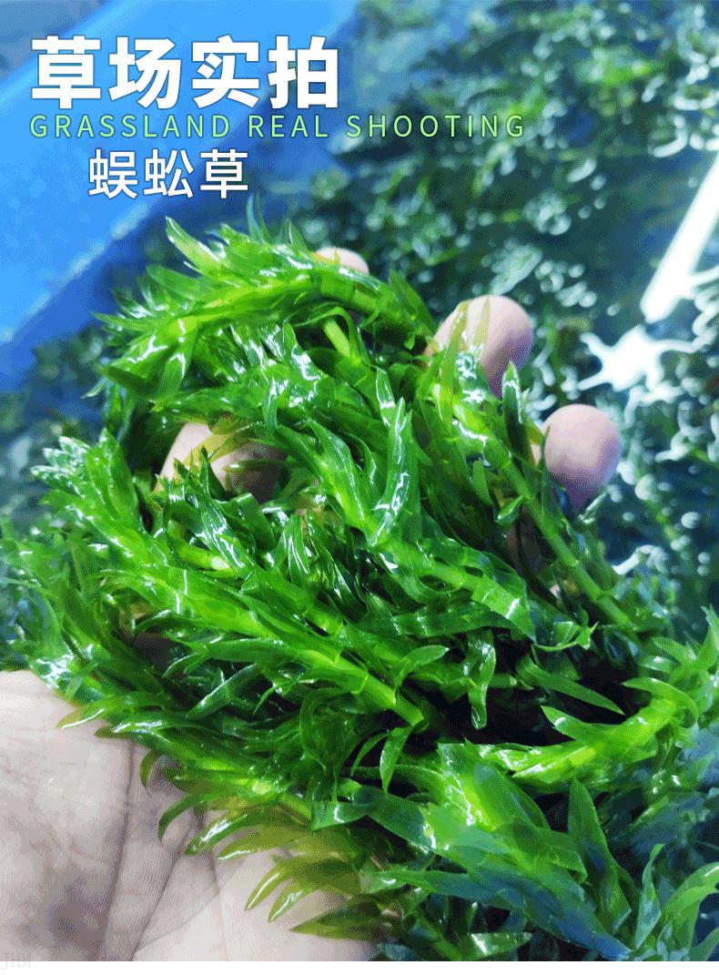 古法养鱼水草 蜈蚣草净水植物绿菊淡水养鱼缸水草活草鱼草净化水质