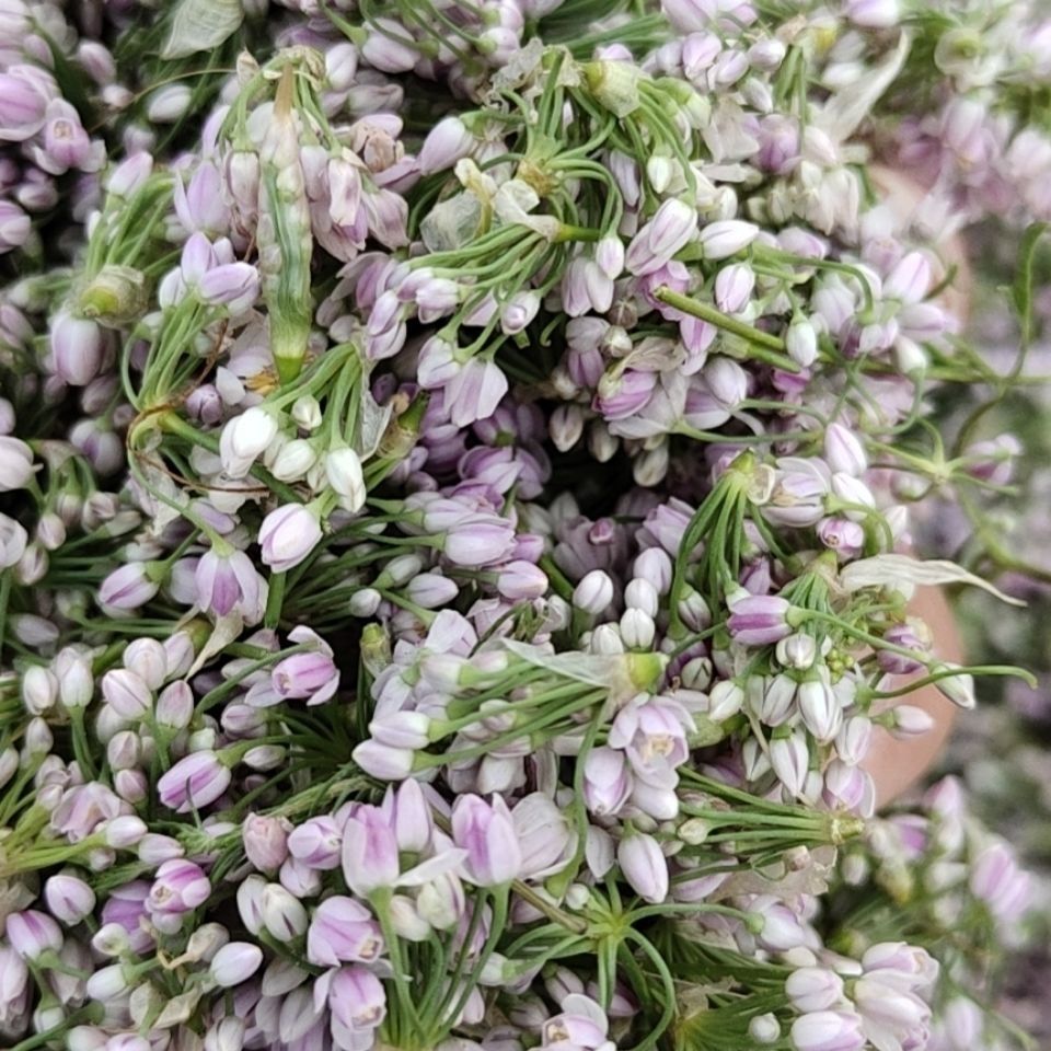 2021山西右玉干摘麻花 贼麻花扎蒙花扎麻麻花野韭菜花炝锅调料 50克