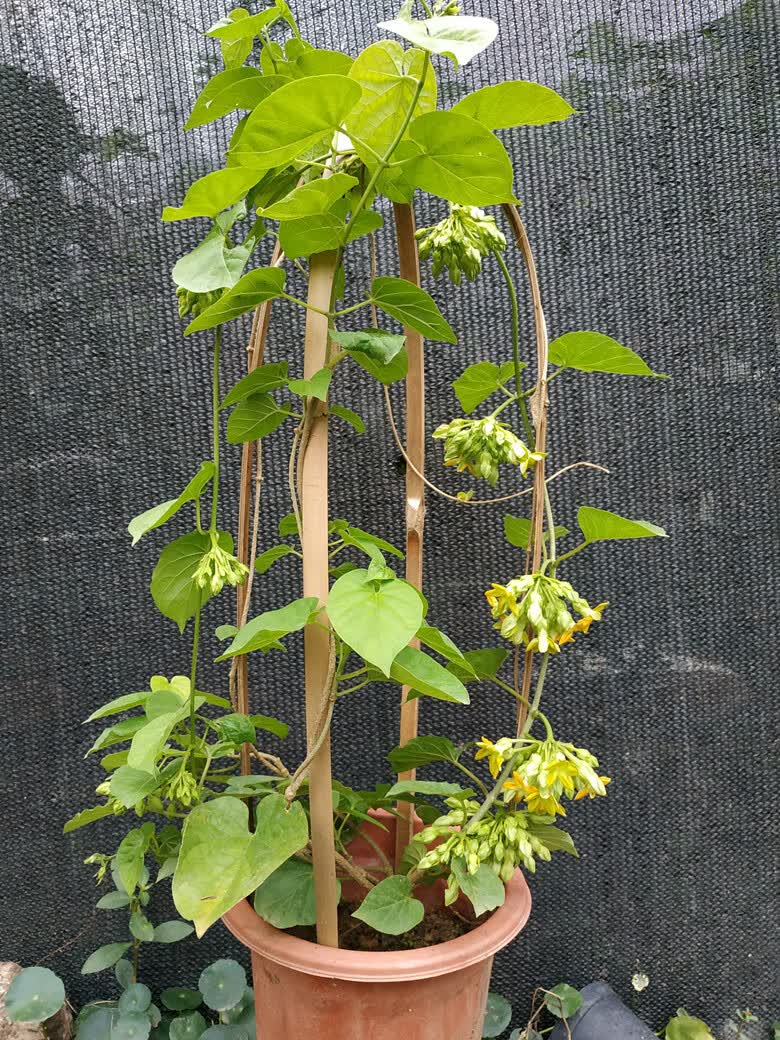 藤本千里香夜兰花食用藤本夜来香盆栽 驱蚊夜兰花苗 星状花瓣 1.