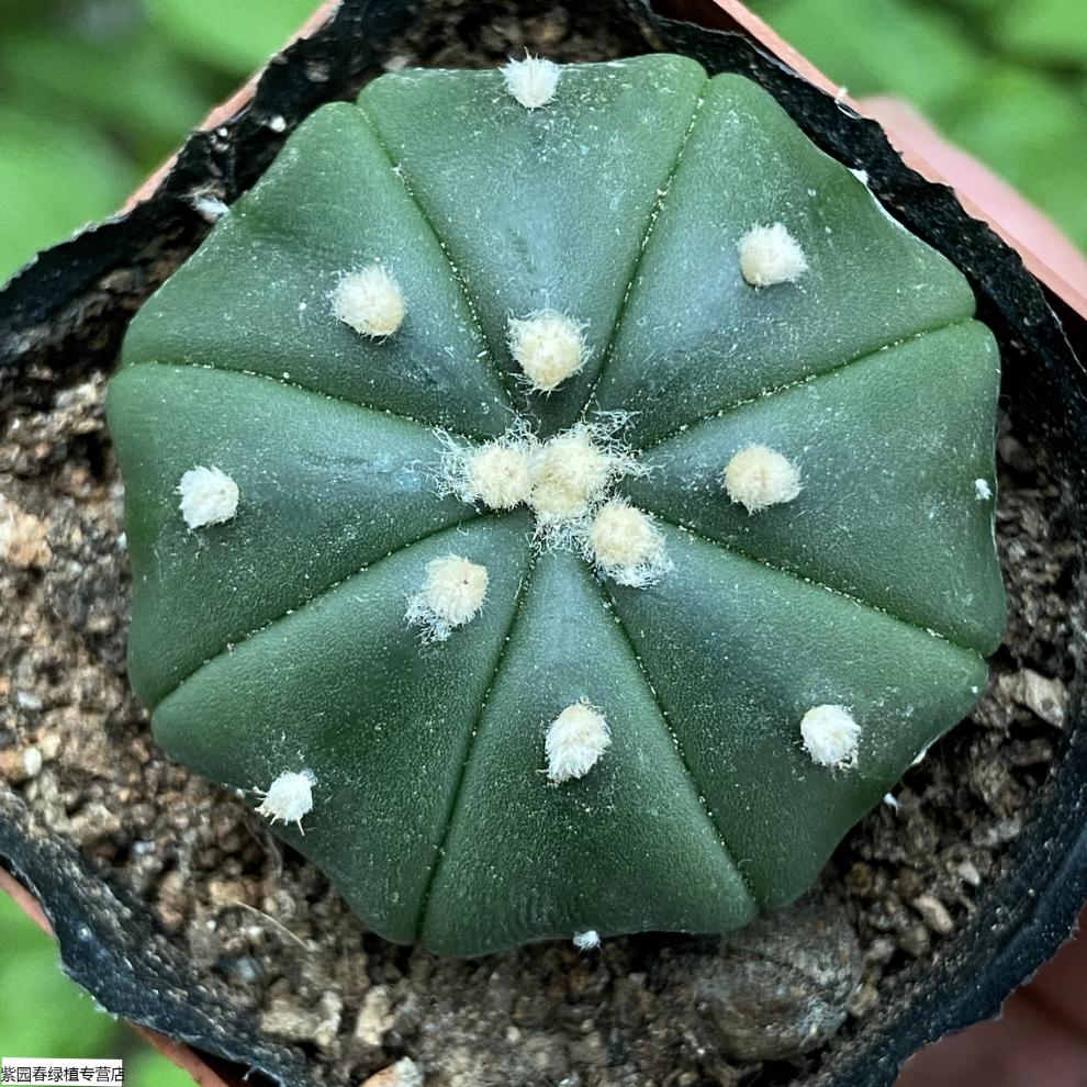 无刺仙人球多肉植物软毛不扎手好养开花仙人掌趣味盆栽 五角琉璃3-5cm