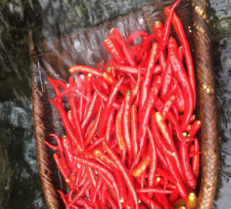 湖南湘西土特产老坛酸辣椒农家自制盐辣子腌辣椒下饭菜剁椒酱泡椒 酸