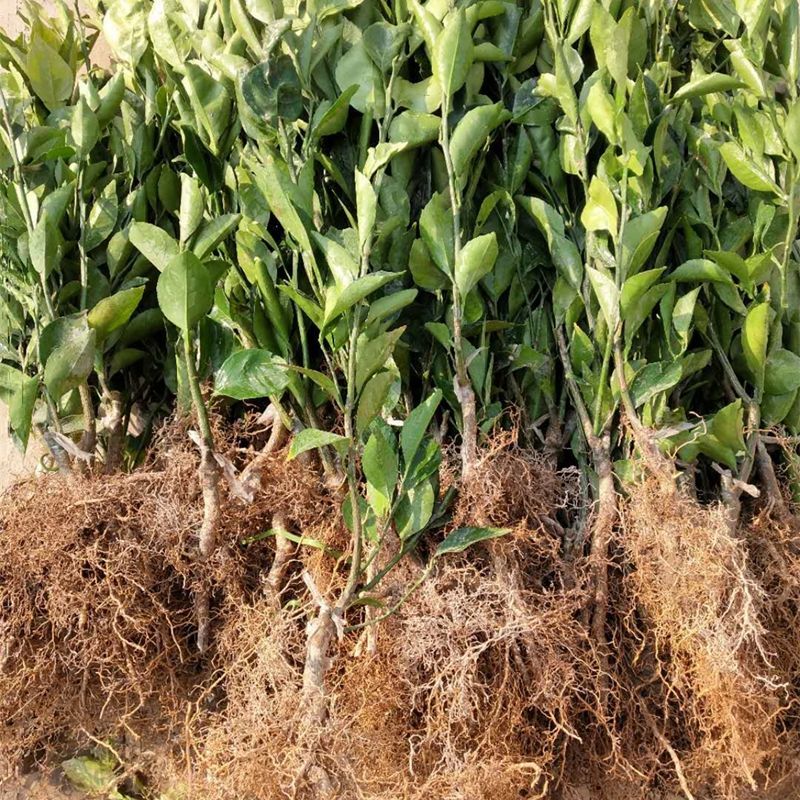 特早熟由良蜜桔苗橘子树苗南北盆栽地栽嫁接柑桔果树果苗当年结果 四