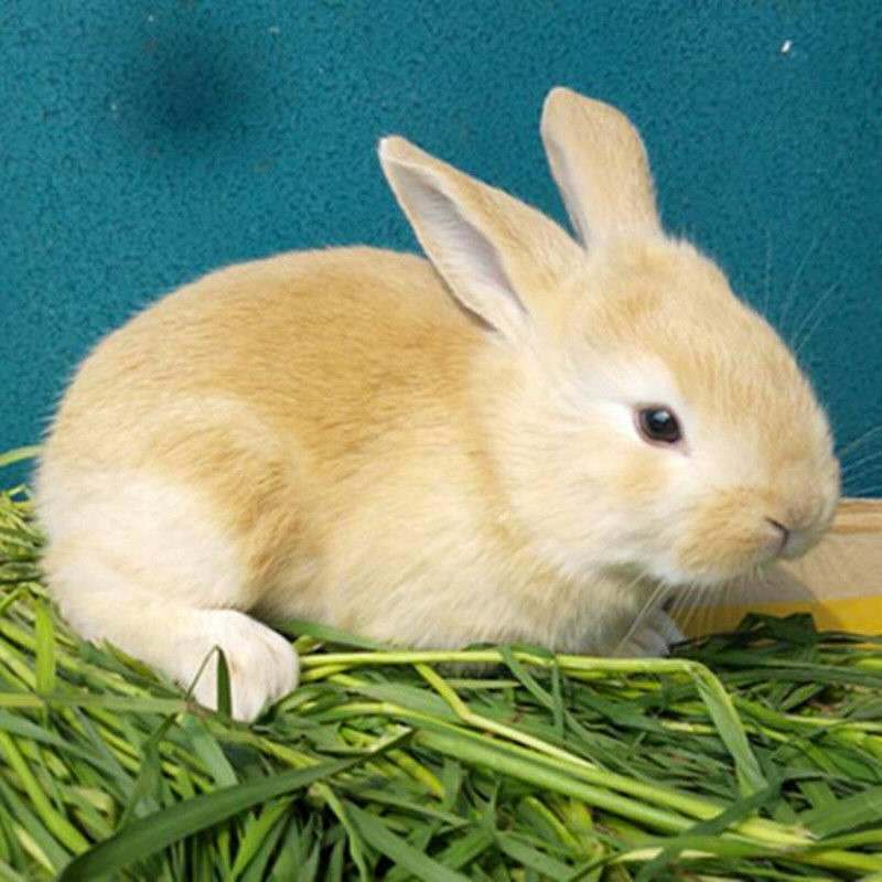 兔子活物大型可食用肉兔活体家养月月小白兔种兔可繁殖幼崽小兔苗