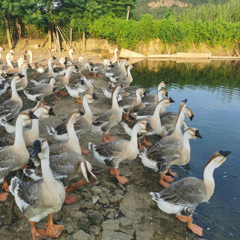 潮汕狮头鹅农场散养鹅新鲜大鹅活体现杀生大老鹅头带脖鹅肉生鲜 彼尔