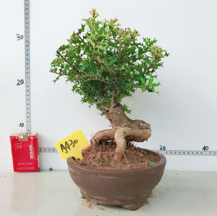 原生微型小叶枸骨盆景猫儿刺枸骨盆栽桌面绿植耐寒实物327带盆栽好