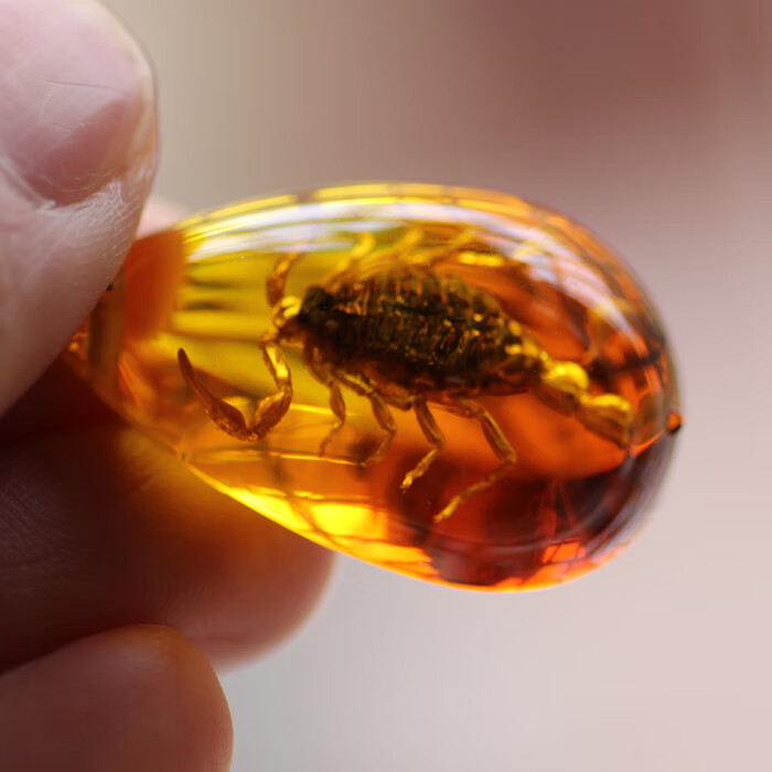 鲤梨 天然蝎子人工琥珀项链 真昆虫标本吊坠创意装饰品生日节日礼物