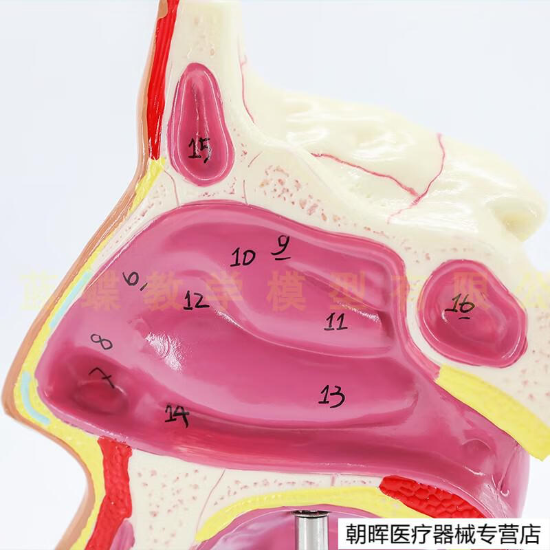 【jd健康】人體鼻腔解剖模型 鼻部醫學 鼻子模型 耳鼻喉科模型 人體