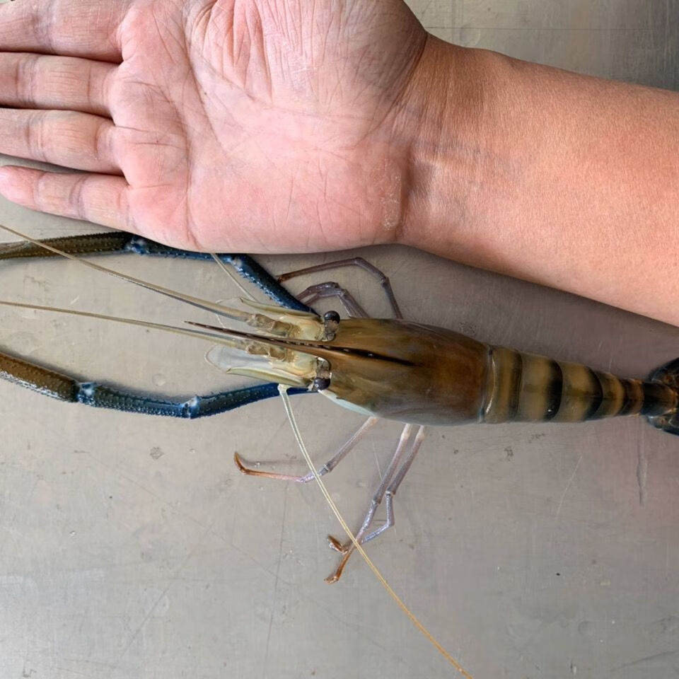 淡水虾王罗氏沼虾大青虾泰国大青虾马拉西亚大虾罗氏虾淡水虾小罗氏虾