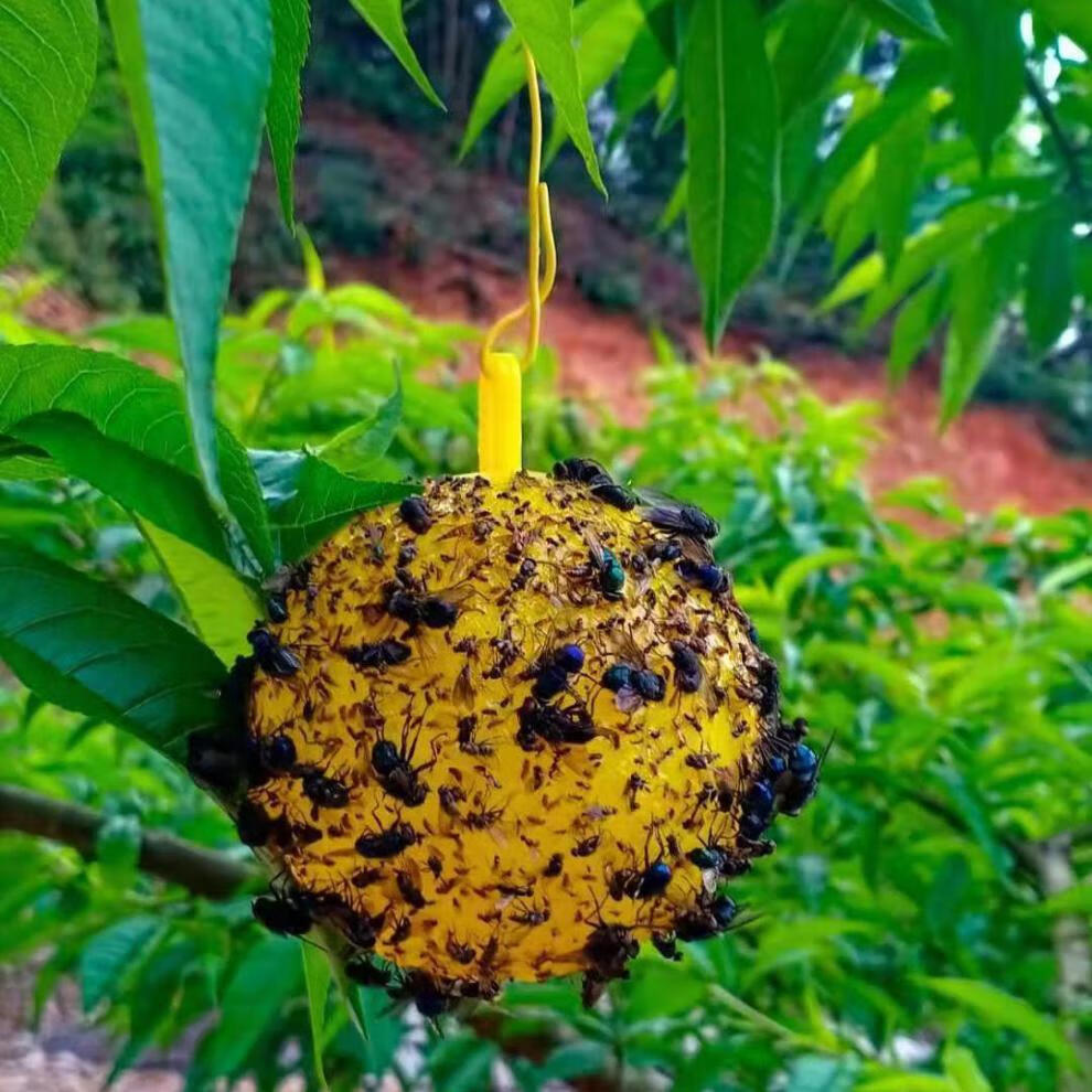 果园绿色粘虫球柑橘诱蝇球果蝇针蜂灭蝇球诱球橘子大实蝇球瓜实蝇