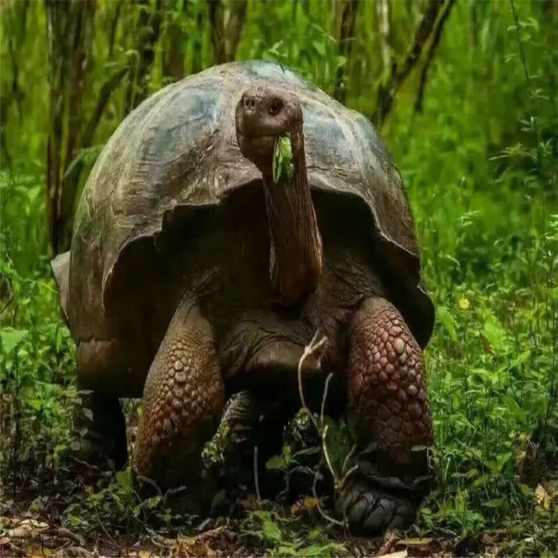 壳手链佛珠圆珠山龟佛珠圆珠男女款手链 珠子直径20毫米【图片 价格