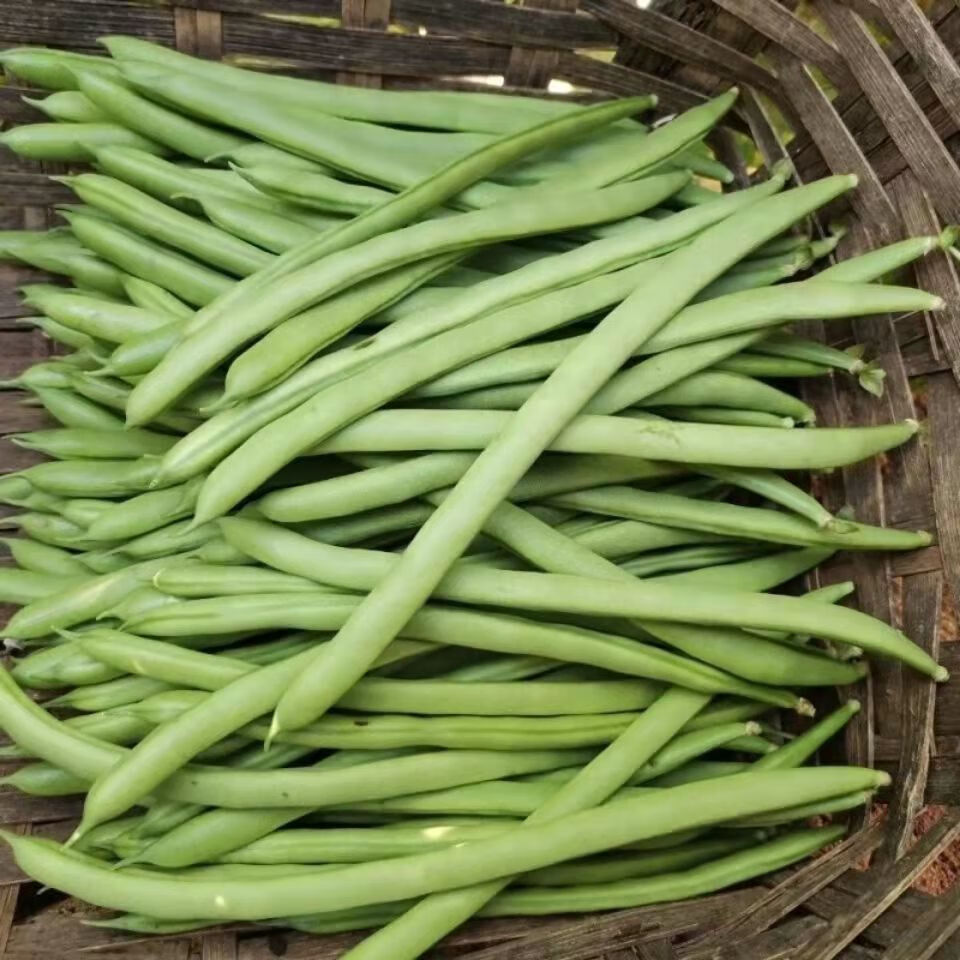 新鲜四季豆无筋豆角芸豆青豆扁豆批发价农家嫩脆时令蔬菜现摘现发鲜嫩