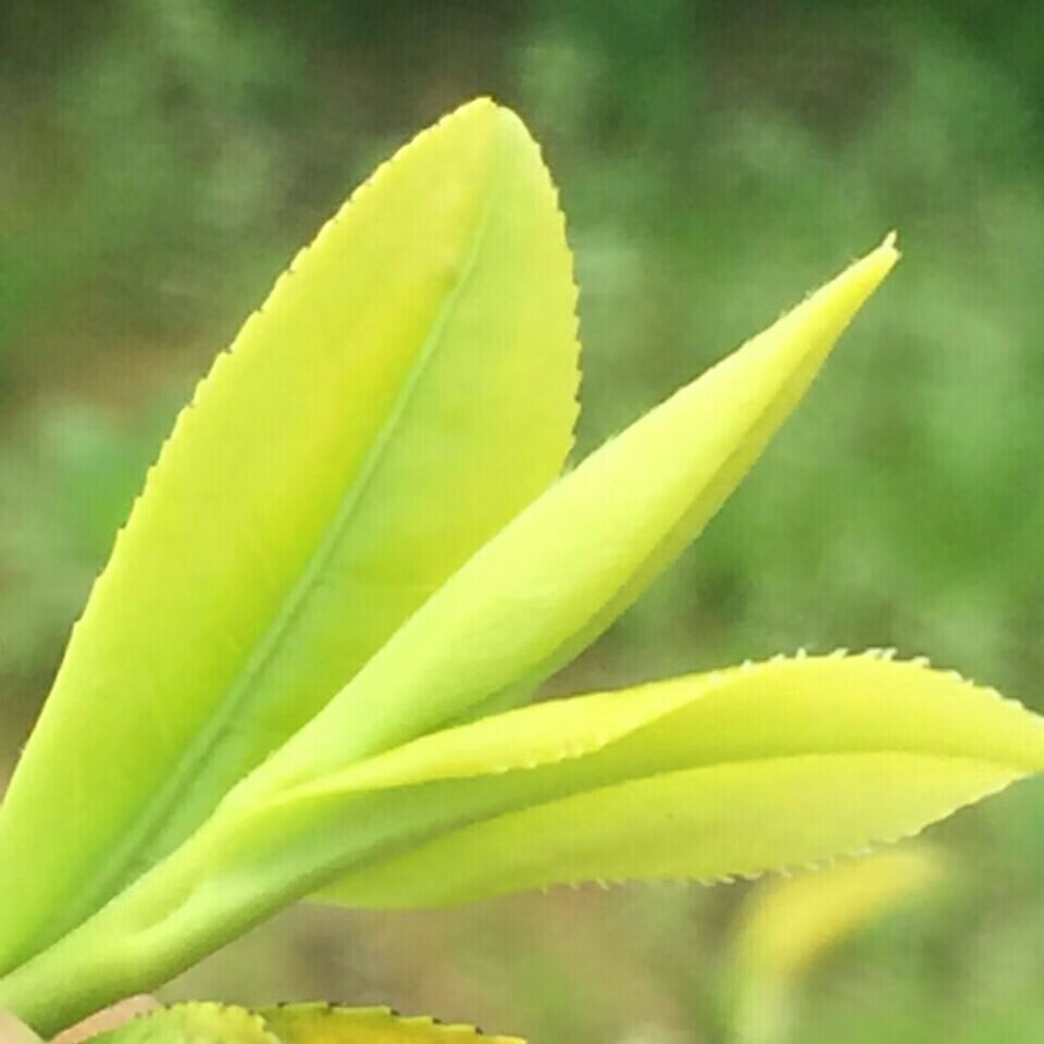 茗播睦思安吉绿茶茶叶黄金芽嫩芽浓香型耐泡核心产地豆香礼盒装中秋