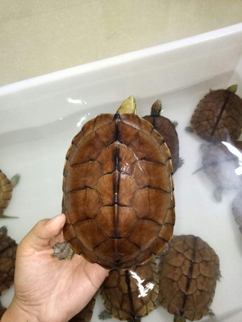 纯种南石北石龟大乌龟越南宠物活体观赏黄喉龟 9到10厘米 一公一母