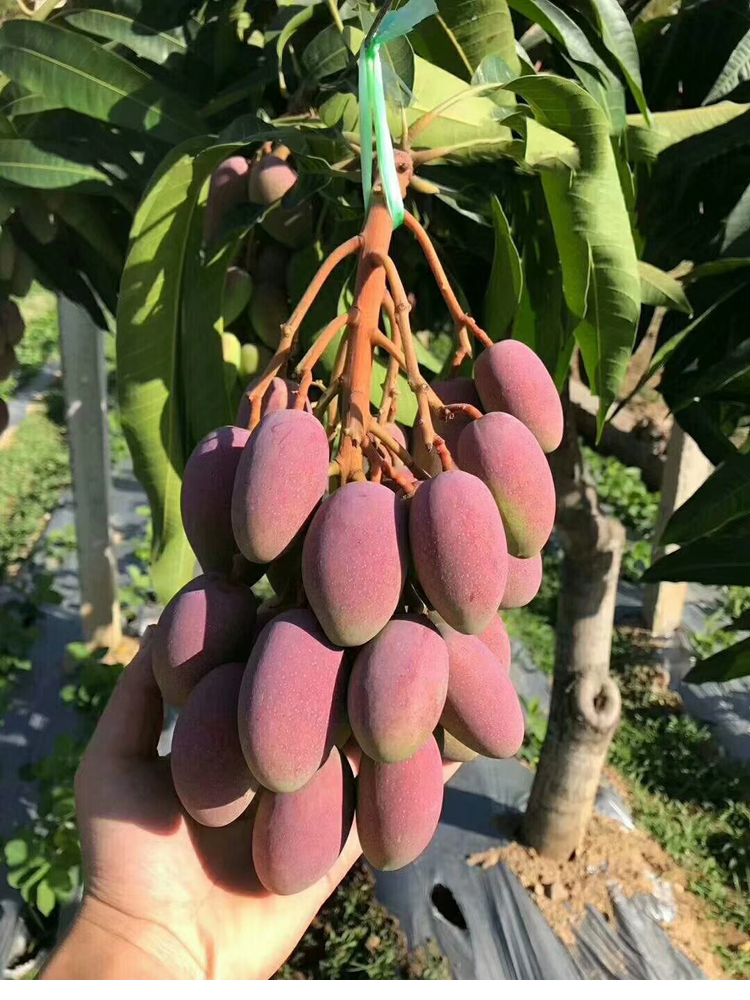 四川攀枝花小红贵妃芒果彩色芒新鲜水果当季孕妇水果 5斤礼盒装【图片