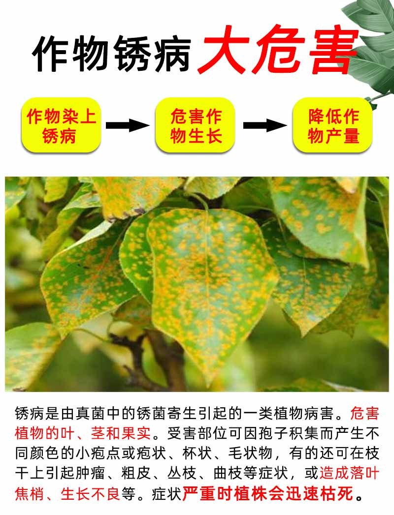农药苯甲嘧菌酯杀菌剂白粉病梨树锈病专用药大蒜小麦辣椒葡萄苹果100