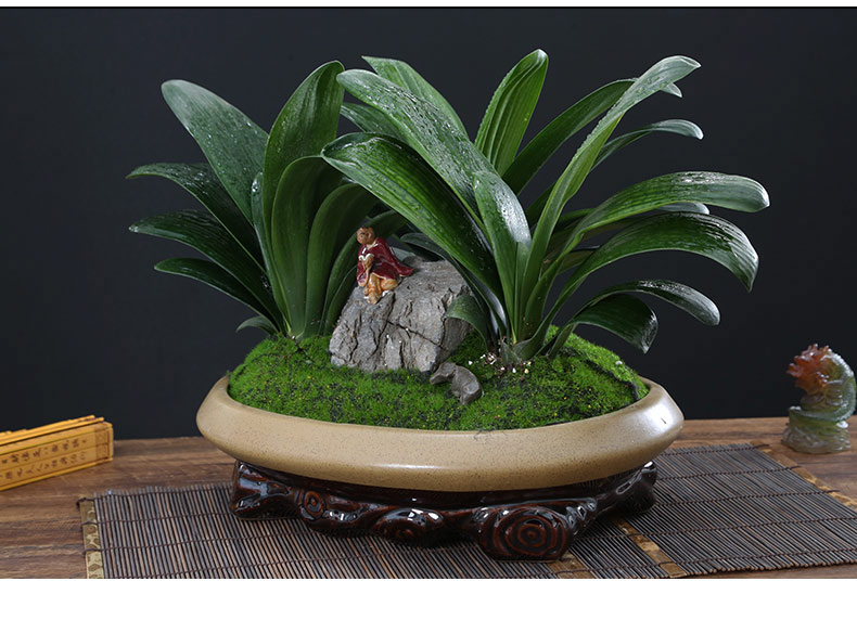 精品君子兰组合盆栽大花观花绿植办公室内盆景客厅书房四季常青