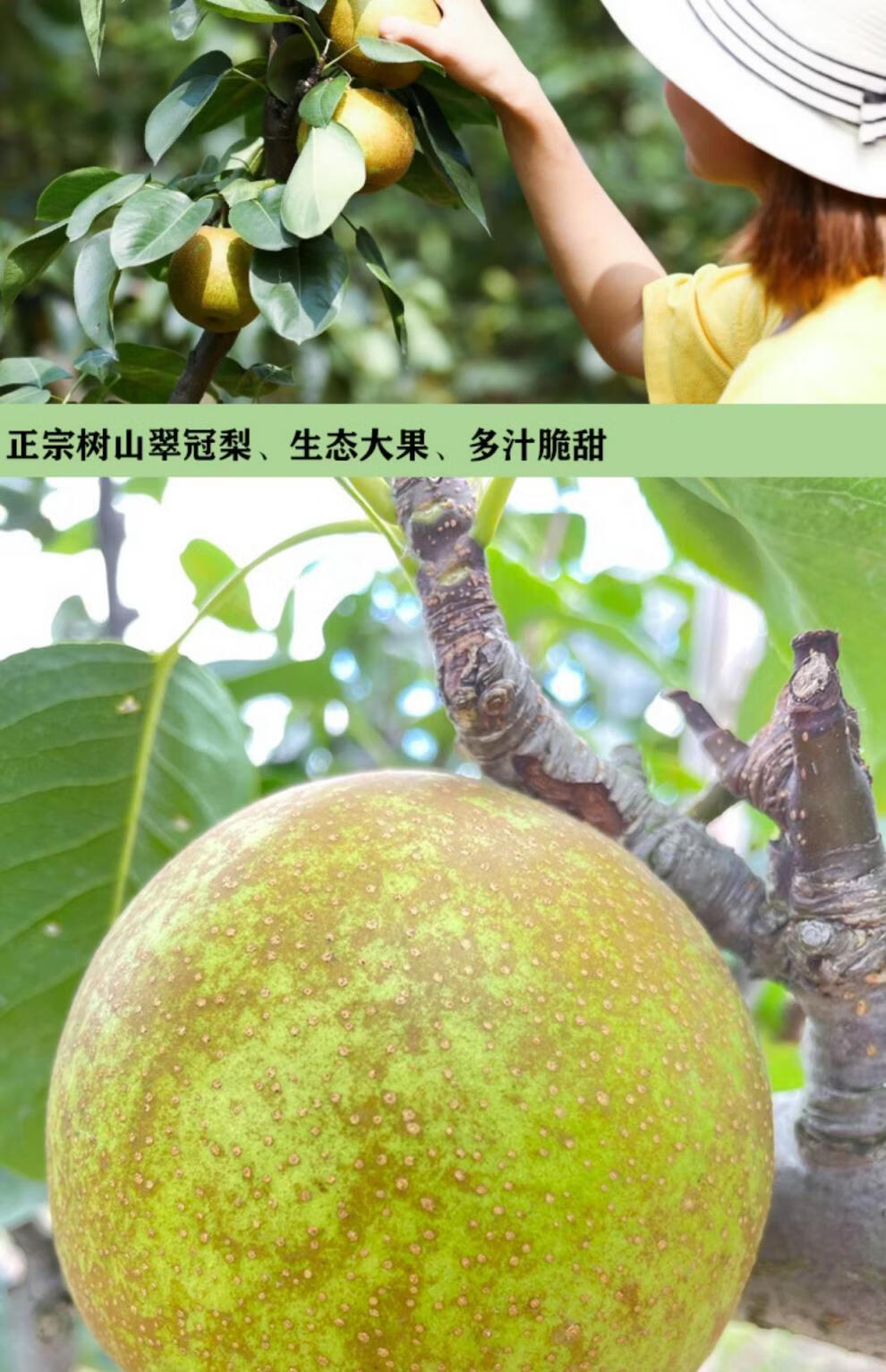 翠冠梨新鲜当季水果礼盒装青皮梨子正宗苏州树山梨子 【送礼优选装】