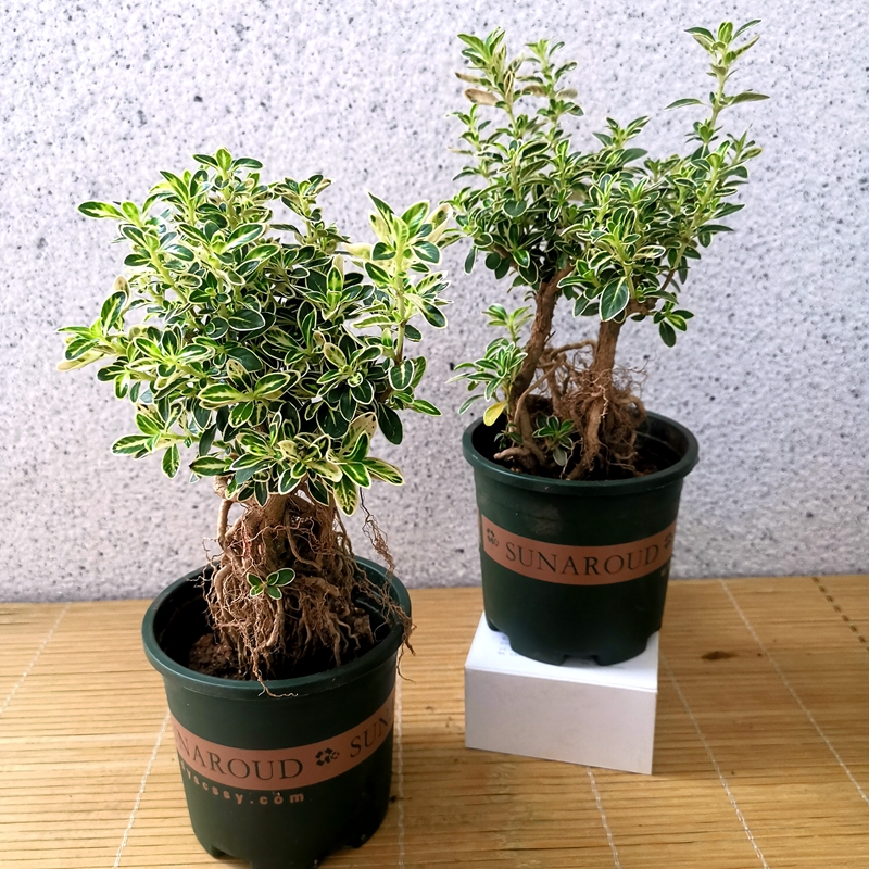 牵挂 六月雪盆栽 六月雪提根造型盆景花卉四季金边六月雪盆景室内植物