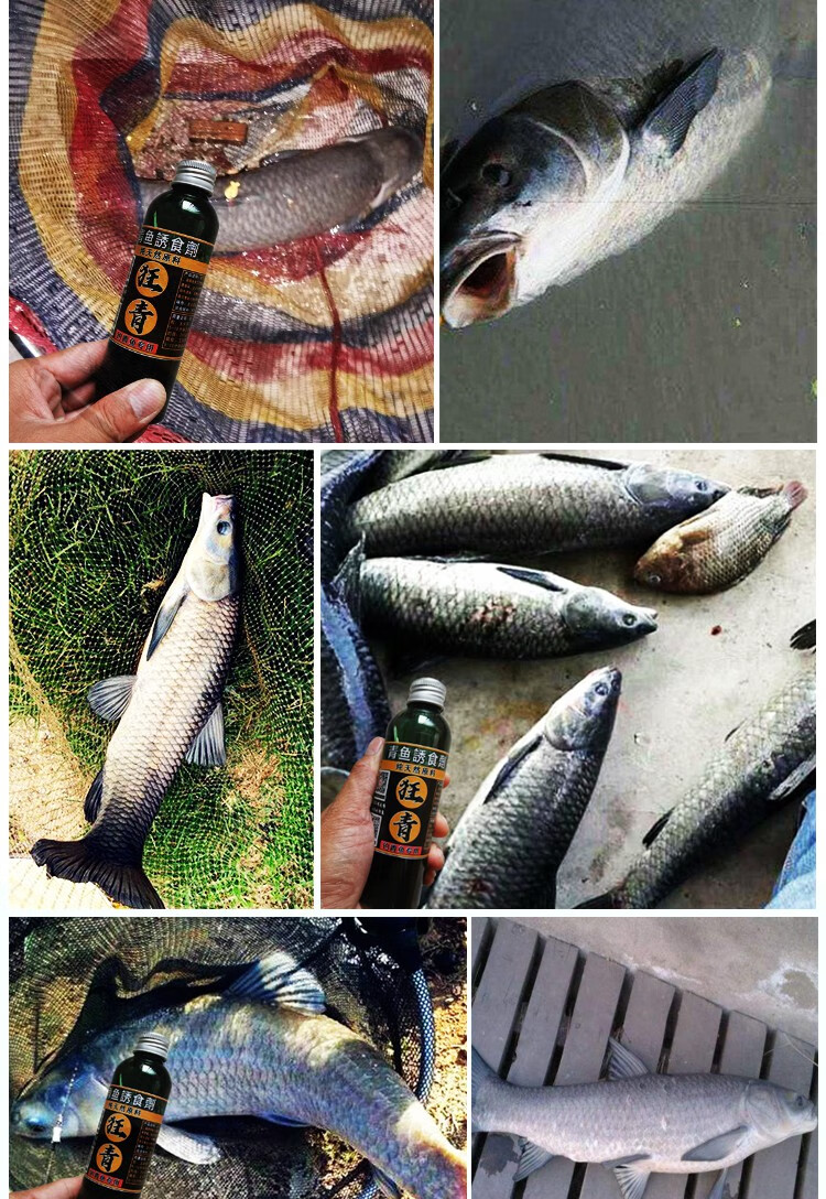 青鱼小药黑鲩鱼饵料颗粒窝料泡螺丝肉添加剂大物巨物黑坑乌青草鱼 狂