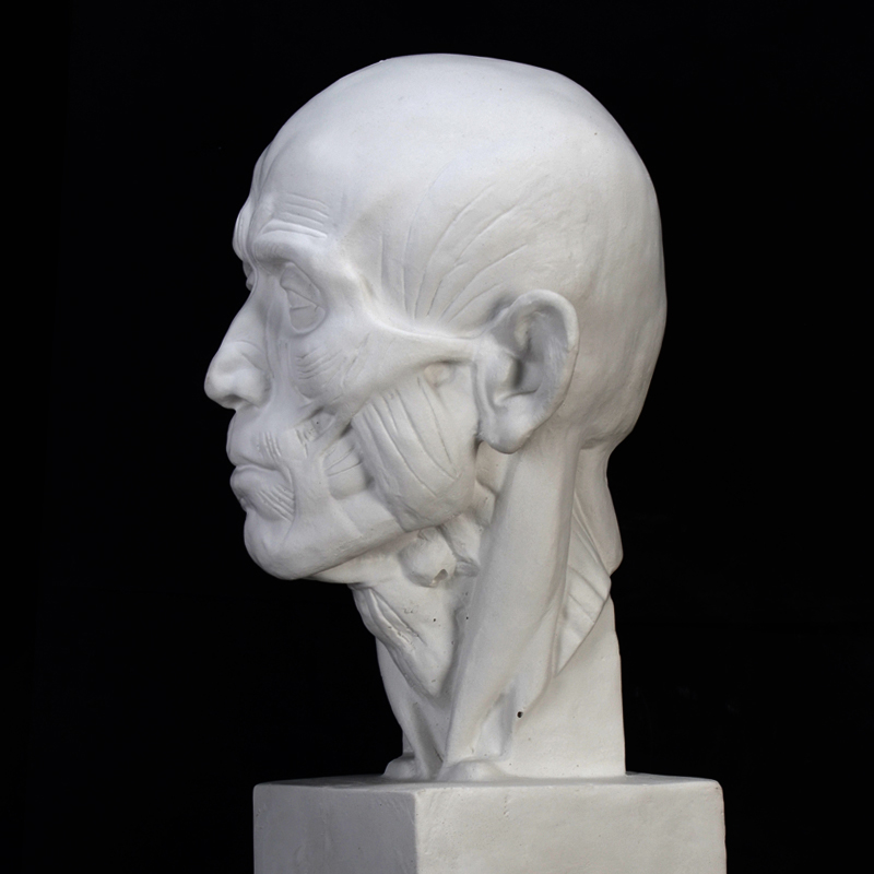 56cm解剖头像石膏像人物美术教具办公学生静物素描石膏头像肌肉头雕塑