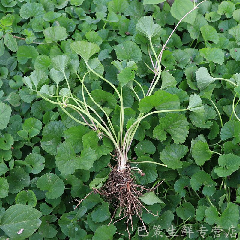 倉梵雲南德宏新鮮蔬菜苦菜馬蹄菜銅錢草崩大碗雷公根燈盞菜積雪草500g