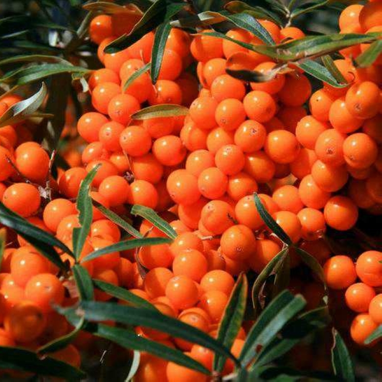 大果沙棘种子大果深秋红沙棘树种子 四季容易种南方北方种植子昂景