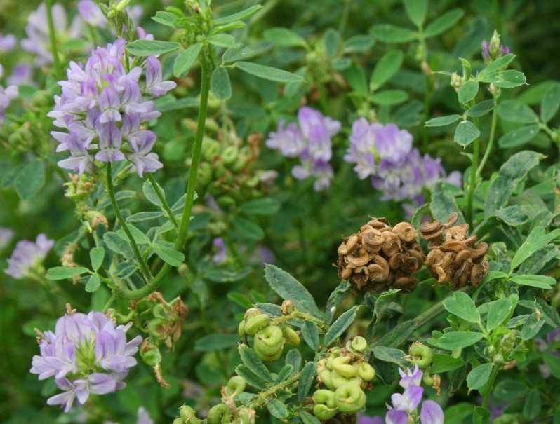 牧草种子紫花苜蓿草种子南方北方多年生耐寒牛羊兔牧草籽 一斤